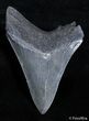 Inch Megalodon Tooth - Great Serrations #2823-2